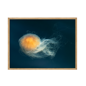 Bright and shiny Jellyfish - som en lygte i havets dyb findes denne vandmand.