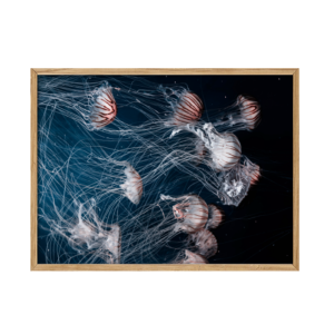 Here we god Jellyfish - en levende plakat i blå og pink med flere vandmænd i gruppe
