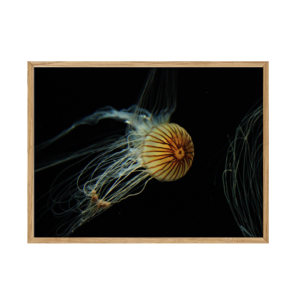 I see you Jellyfish - en smuk vandmand lyser op og mindre om et øje