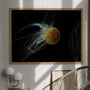 I see you Jellyfish - en smuk vandmand lyser op og mindre om et øje