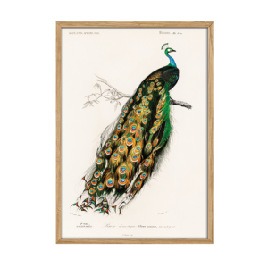 Peacock - den flotteste påfugl på en vintageplakat